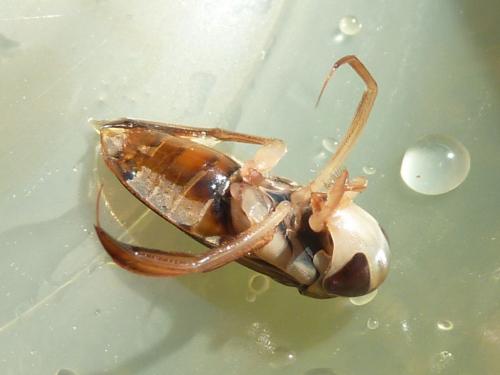 Corixa punctata